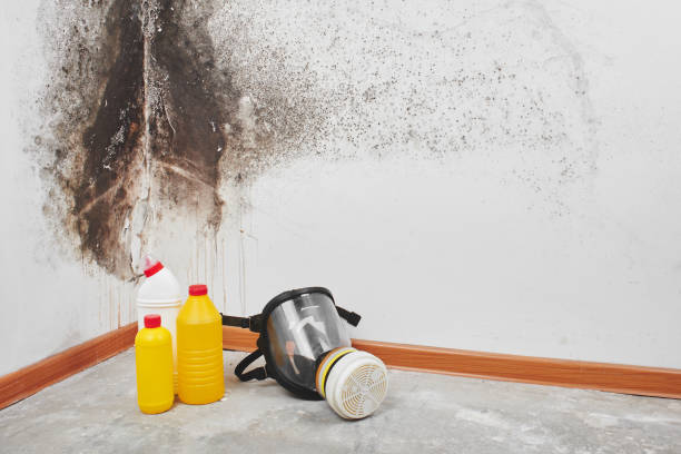 Best Basement Mold Remediation in Anderson, MO