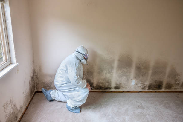 Best DIY Mold Remediation Support Services in Anderson, MO