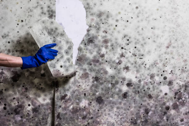 Best Residential Mold Remediation in Anderson, MO