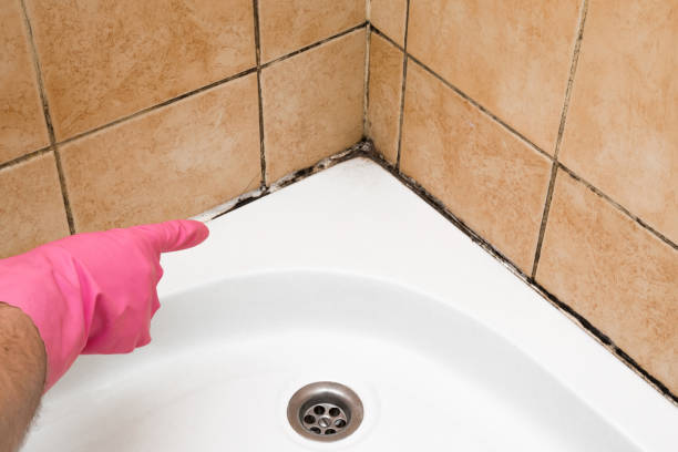 Best Bathroom Mold Remediation in Anderson, MO